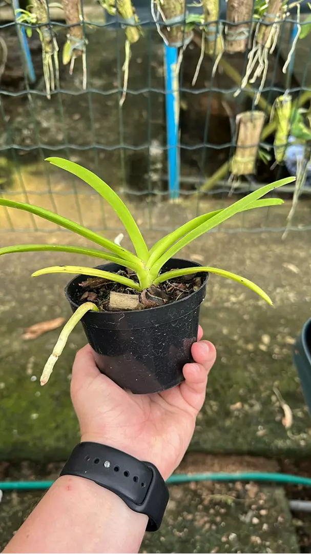 Imagem Segundaria do Produto